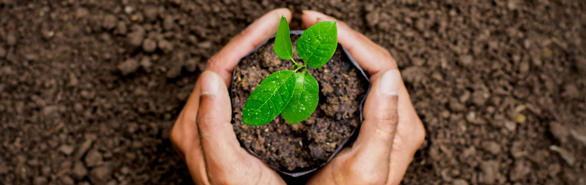 two hands holding a pot with soil in which a green plant with water drops on the leaves is growing